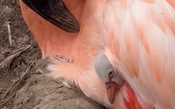 ¿Qué hizo posible el nacimiento de estos flamencos después de casi una década?
