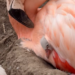 ¿Qué hizo posible el nacimiento de estos flamencos después de casi una década?