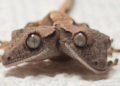 ¡Parece de película! Nace un extraño gecko de dos cabezas y sorprende al mundo