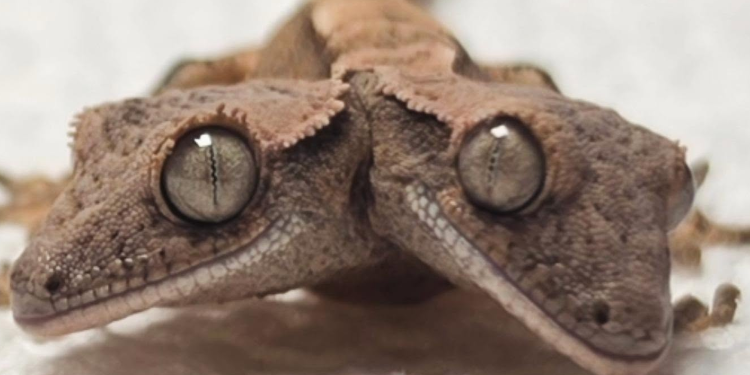 ¡Parece de película! Nace un extraño gecko de dos cabezas y sorprende al mundo