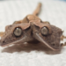¡Parece de película! Nace un extraño gecko de dos cabezas y sorprende al mundo
