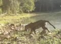 Un jaguar vuelve a reinar entre las antiguas ruinas de Ichkabal; así fue captado