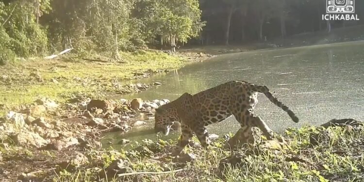 Un jaguar vuelve a reinar entre las antiguas ruinas de Ichkabal; así fue captado