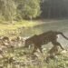Un jaguar vuelve a reinar entre las antiguas ruinas de Ichkabal; así fue captado