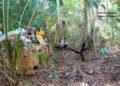 De víctimas del tráfico ilegal a guardianes de la selva: liberan cinco monos araña en Chiapas