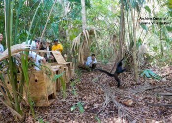De víctimas del tráfico ilegal a guardianes de la selva: liberan cinco monos araña en Chiapas