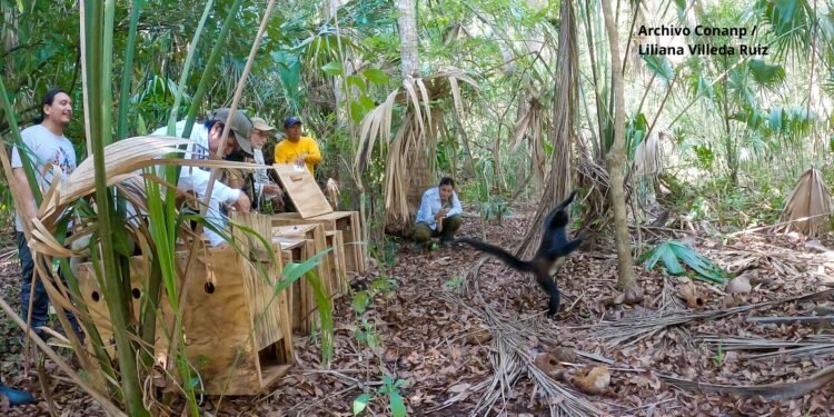 De víctimas del tráfico ilegal a guardianes de la selva: liberan cinco monos araña en Chiapas