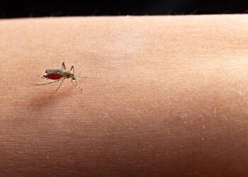¿Hay riesgo de contagio? Esto dicen las autoridades tras el caso de malaria en Jalisco