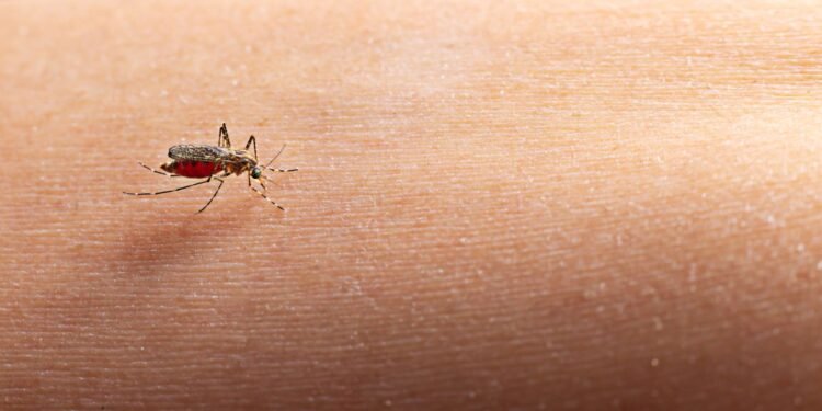 ¿Hay riesgo de contagio? Esto dicen las autoridades tras el caso de malaria en Jalisco
