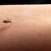 ¿Hay riesgo de contagio? Esto dicen las autoridades tras el caso de malaria en Jalisco