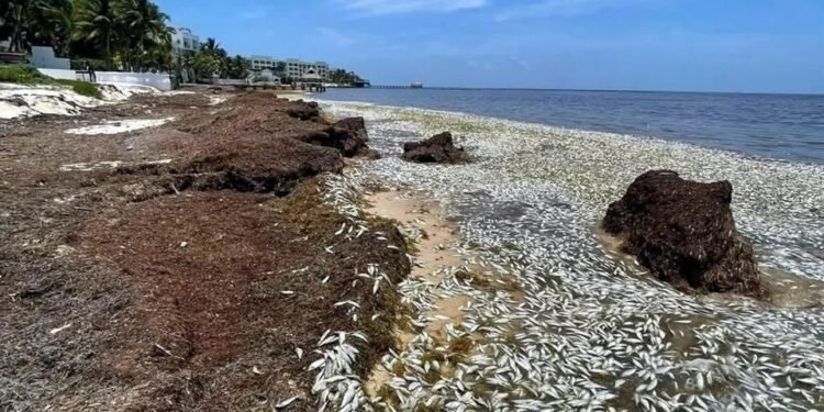 “No es posible establecer una causa única de la mortandad de peces”, admite Conanp
