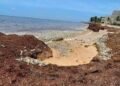 ¡Alarma en el Caribe! Cientos de peces aparecen muertos: la imagen que impacta a Puerto Morelos