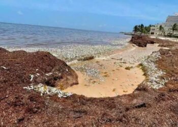 ¡Alarma en el Caribe! Cientos de peces aparecen muertos: la imagen que impacta a Puerto Morelos