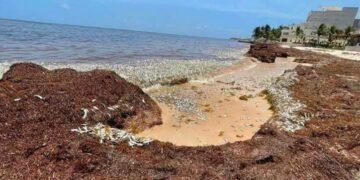 ¡Alarma en el Caribe! Cientos de peces aparecen muertos: la imagen que impacta a Puerto Morelos