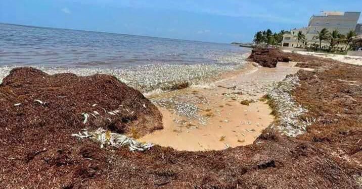 ¡Alarma en el Caribe! Cientos de peces aparecen muertos: la imagen que impacta a Puerto Morelos