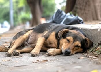 ¡Indignación! Investigan envenenamiento masivo de perros y gatos en Colonia Centenario