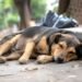 ¡Indignación! Investigan envenenamiento masivo de perros y gatos en Colonia Centenario