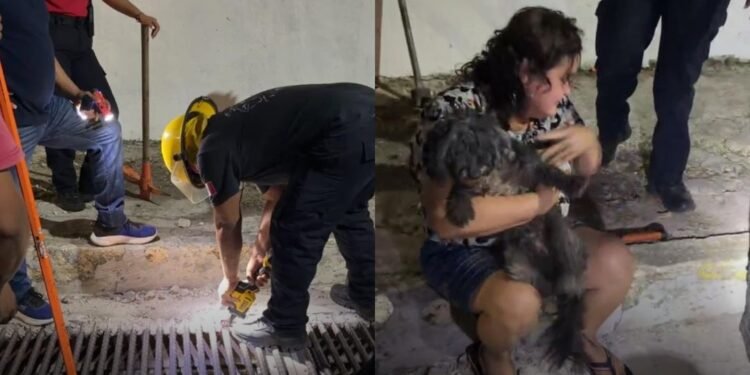 ¿Quién dijo que los héroes no existen? Bomberos arriesgan todo para salvar a Blacky