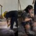 ¿Quién dijo que los héroes no existen? Bomberos arriesgan todo para salvar a Blacky
