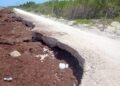 ¡El sargazo ya se llevó un carril! Costa Maya enfrenta una nueva amenaza