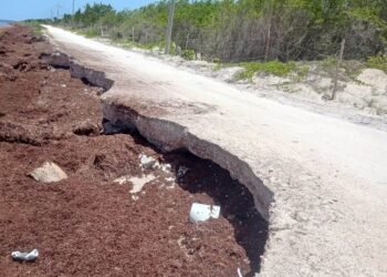 ¡El sargazo ya se llevó un carril! Costa Maya enfrenta una nueva amenaza