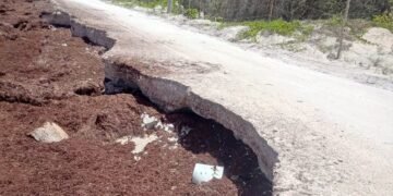 ¡El sargazo ya se llevó un carril! Costa Maya enfrenta una nueva amenaza