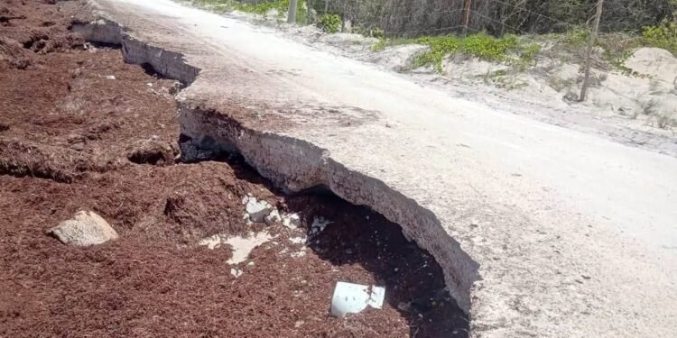 ¡El sargazo ya se llevó un carril! Costa Maya enfrenta una nueva amenaza