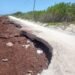 ¡El sargazo ya se llevó un carril! Costa Maya enfrenta una nueva amenaza