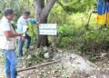 Tras video viral, clausuran predio en la Costera de Bacalar por tala ilegal de árboles