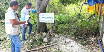 Tras video viral, clausuran predio en la Costera de Bacalar por tala ilegal de árboles