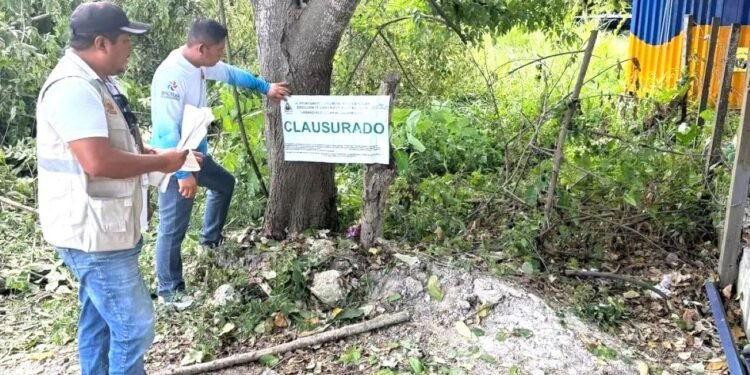 Tras video viral, clausuran predio en la Costera de Bacalar por tala ilegal de árboles