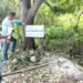 Tras video viral, clausuran predio en la Costera de Bacalar por tala ilegal de árboles