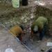 ¿Qué esconde la selva de Campeche? Arqueólogos exploran una gigantesca ciudad maya