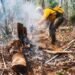 ¿Dónde están los incendios activos en Quintana Roo? Conafor reporta 190 hectáreas afectadas