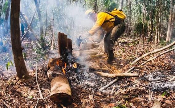 ¿Dónde están los incendios activos en Quintana Roo? Conafor reporta 190 hectáreas afectadas