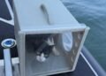 ¡Sorpresa a bordo! Rescatan a decenas de michis de un barco abandonado