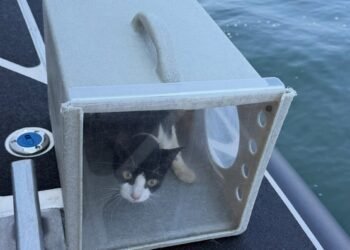 ¡Sorpresa a bordo! Rescatan a decenas de michis de un barco abandonado
