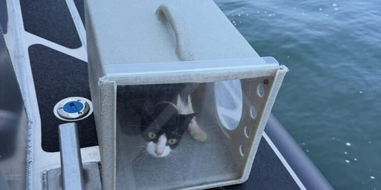 ¡Sorpresa a bordo! Rescatan a decenas de michis de un barco abandonado