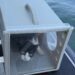 ¡Sorpresa a bordo! Rescatan a decenas de michis de un barco abandonado