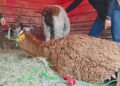 ¿Llamas en pleno Zacatecas? Un operativo de Profepa termina con este inesperado hallazgo