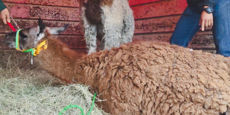 ¿Llamas en pleno Zacatecas? Un operativo de Profepa termina con este inesperado hallazgo