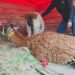 ¿Llamas en pleno Zacatecas? Un operativo de Profepa termina con este inesperado hallazgo