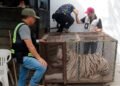 Aseguran tigre de Bengala y cocodrilo dentro de un autolavado en Ciudad Juárez
