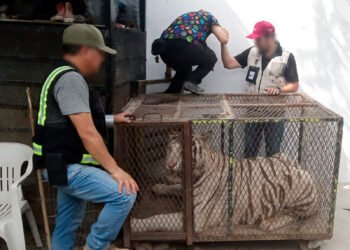 Aseguran tigre de Bengala y cocodrilo dentro de un autolavado en Ciudad Juárez