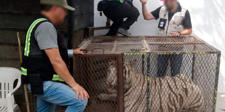 Aseguran tigre de Bengala y cocodrilo dentro de un autolavado en Ciudad Juárez