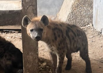 Hienas, jaguares y monos araña: el sorprendente hallazgo durante un cateo en Tamaulipas