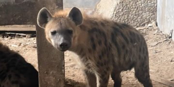Hienas, jaguares y monos araña: el sorprendente hallazgo durante un cateo en Tamaulipas