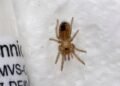 ¡Paquete sorpresa! Cría de tarántula mexicana viajaba entre envíos de paquetería