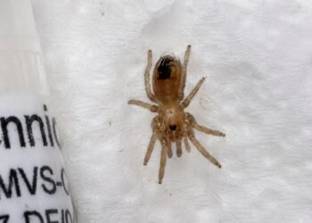 ¡Paquete sorpresa! Cría de tarántula mexicana viajaba entre envíos de paquetería