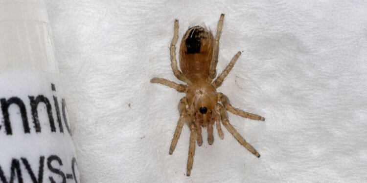 ¡Paquete sorpresa! Cría de tarántula mexicana viajaba entre envíos de paquetería